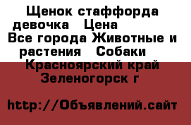 Щенок стаффорда девочка › Цена ­ 20 000 - Все города Животные и растения » Собаки   . Красноярский край,Зеленогорск г.